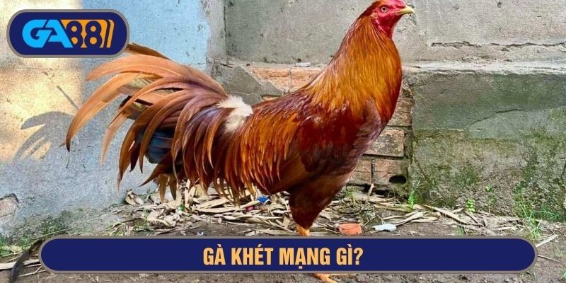 3BET Gà khét mạng gì? Chân vàng, chân xanh có khác nhau?